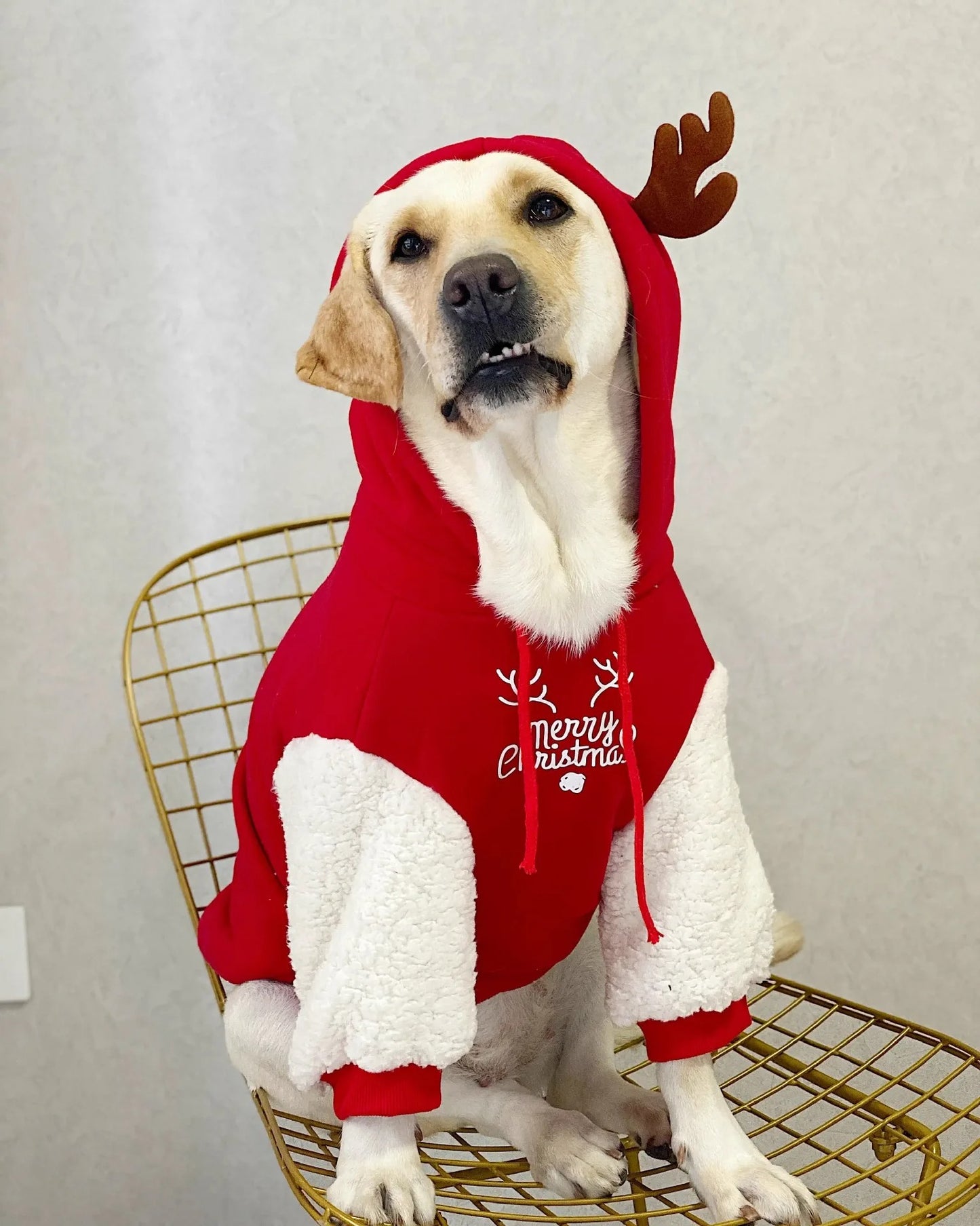 Holiday Fawn Sweatshirt 🦌🐾