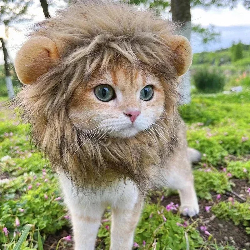 Little Lioness Mane 🦁🐾