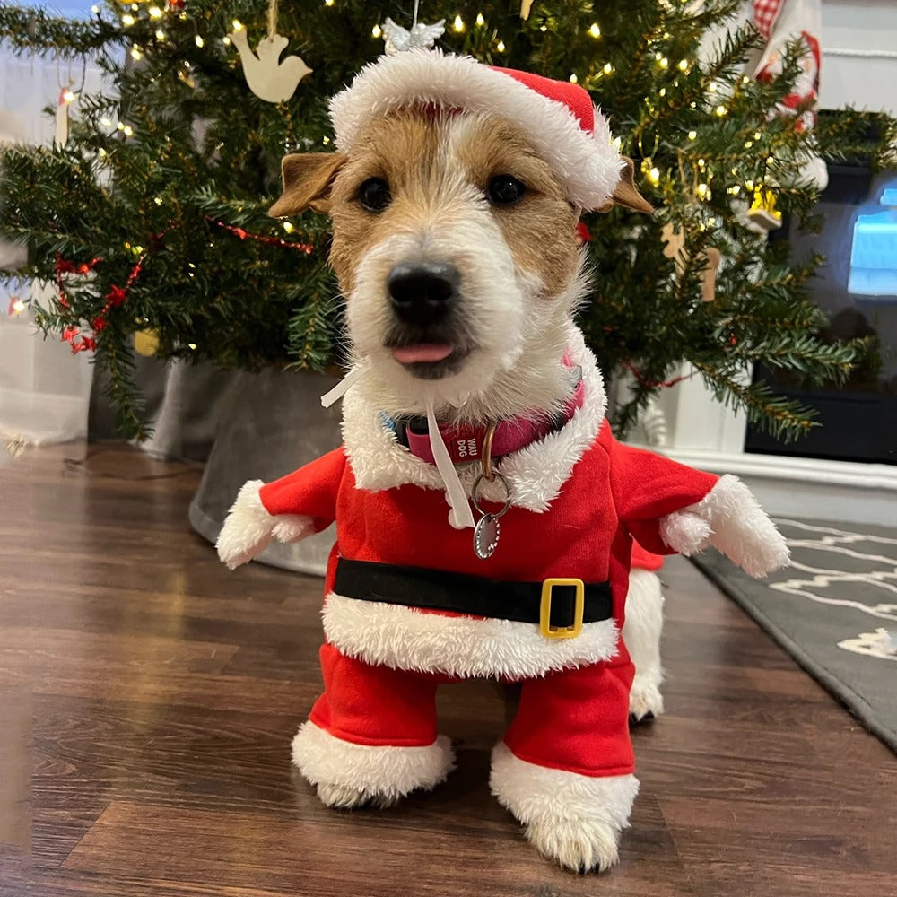 Santa Paws Costume 🎅🐾