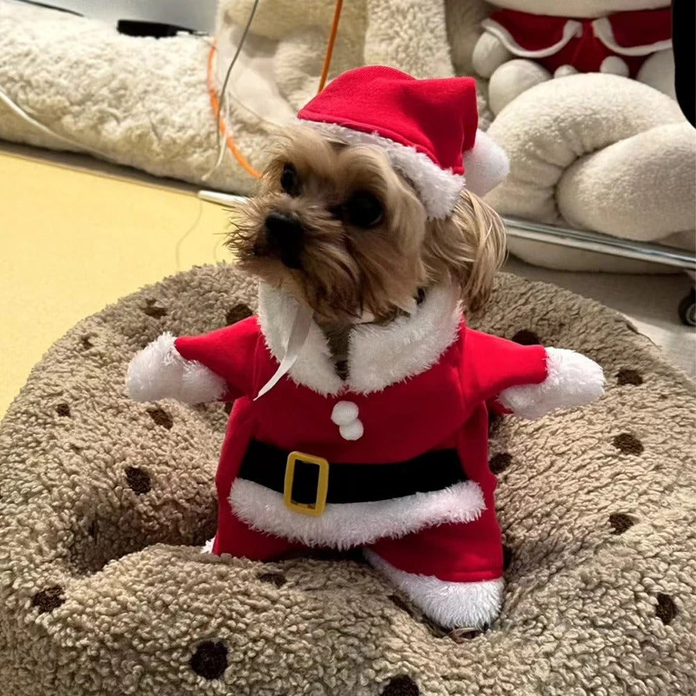 Santa Paws Costume 🎅🐾