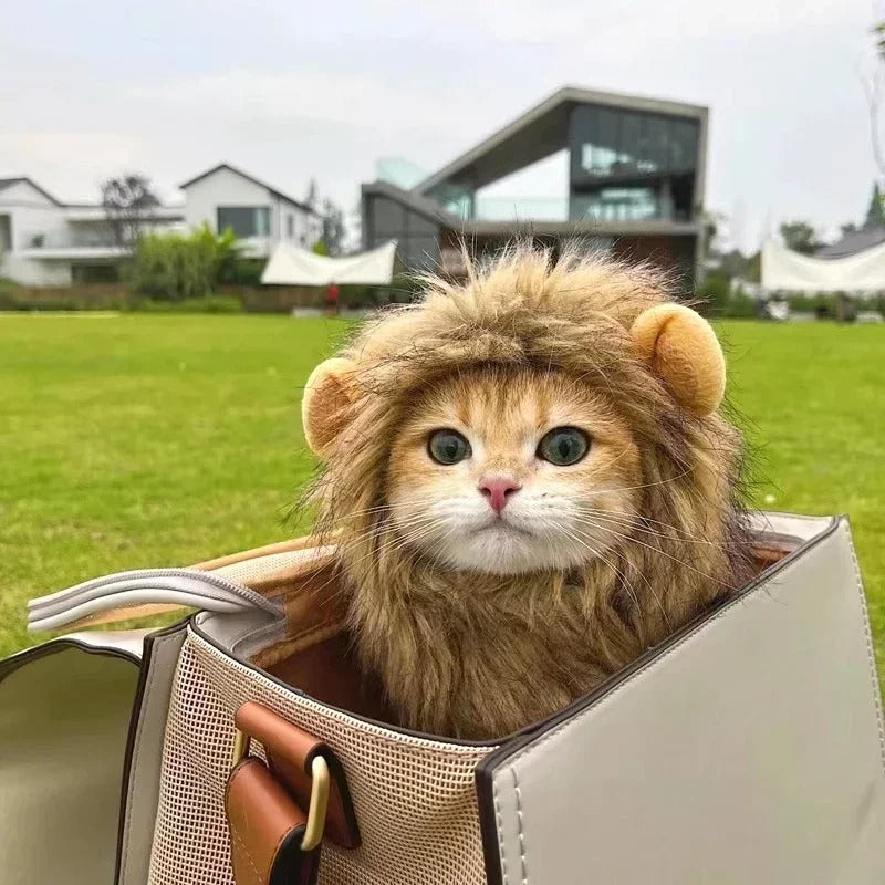 Little Lioness Mane 🦁🐾