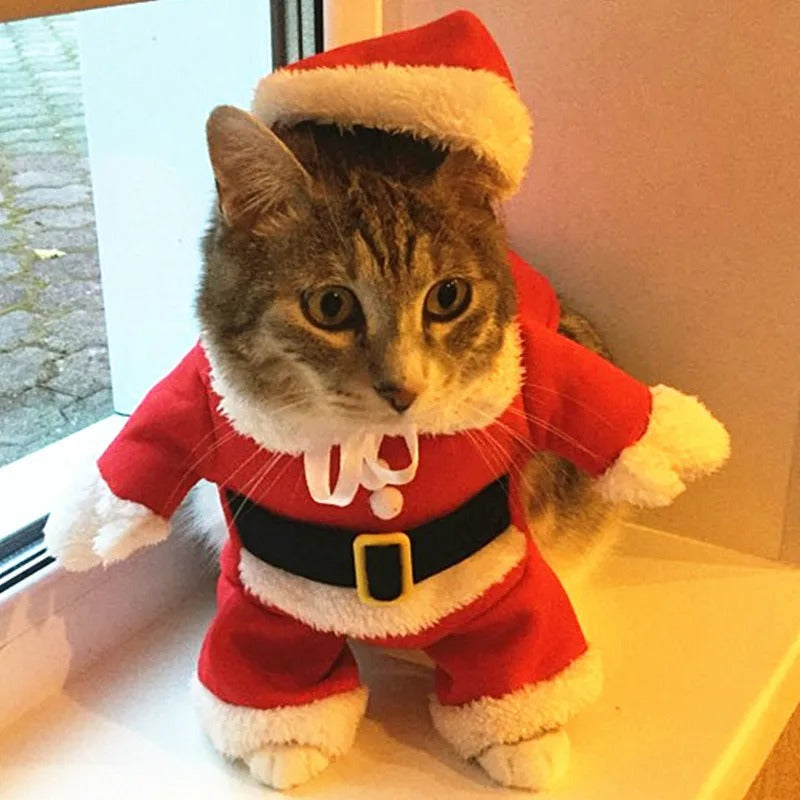 Santa Paws Costume 🎅🐾
