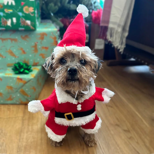 Santa Paws Costume 🎅🐾